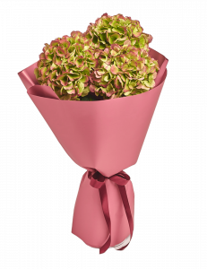 Autumn hydrangea